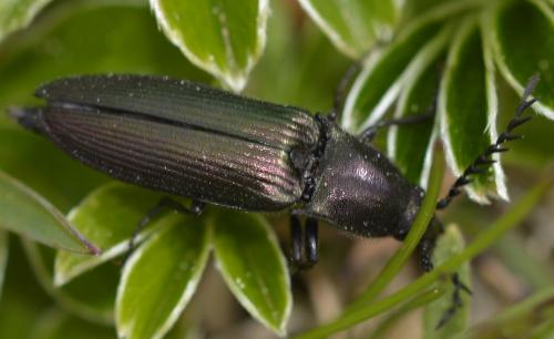 Ctenicera sp.